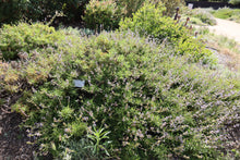 Load image into Gallery viewer, Salvia mellifera Black Sage & Selections