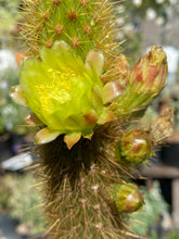Load image into Gallery viewer, Bergerocactus emoryi Golden Spined Cereus