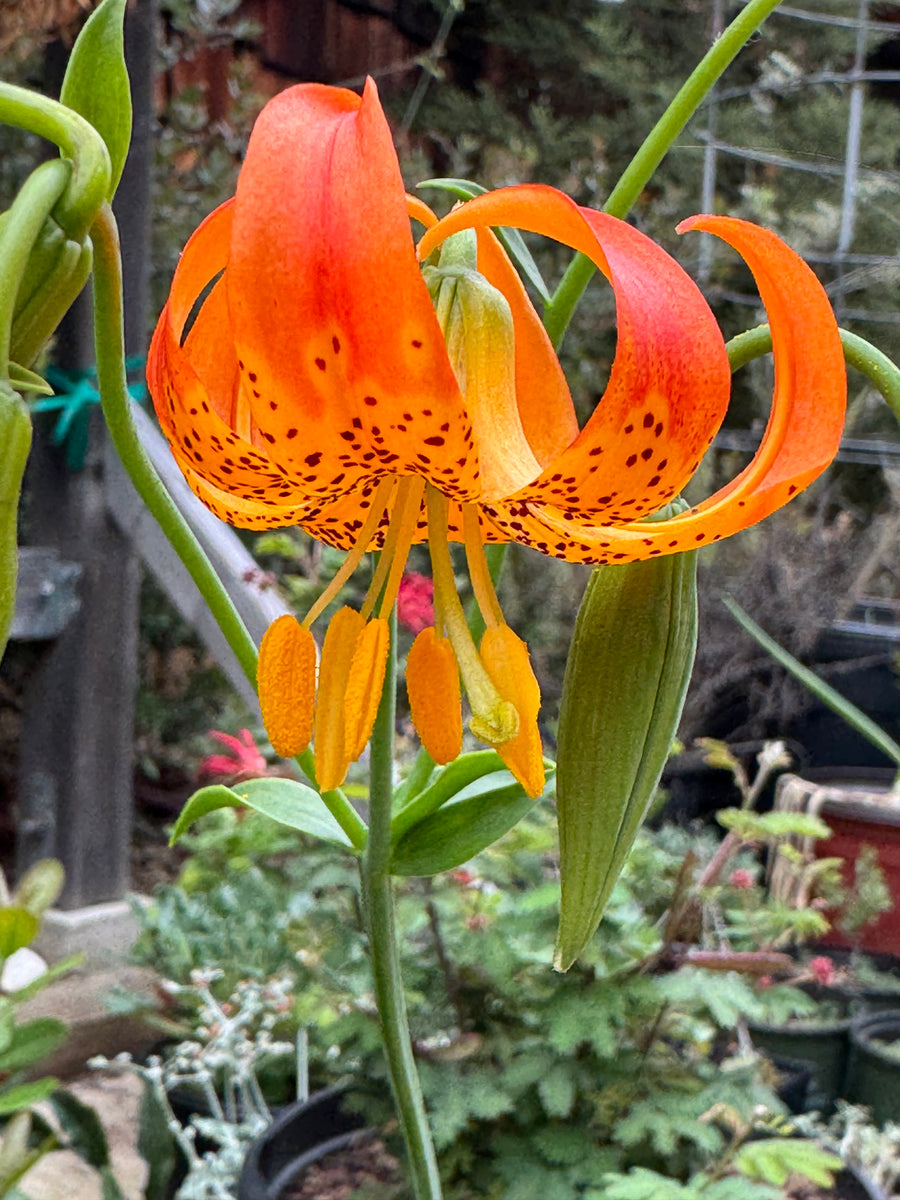 tiger lily of the valley Lilium pardalinum Tiger Lily
