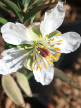 Load image into Gallery viewer, Crossosoma californicum Catalina Crossosoma California Rockflower