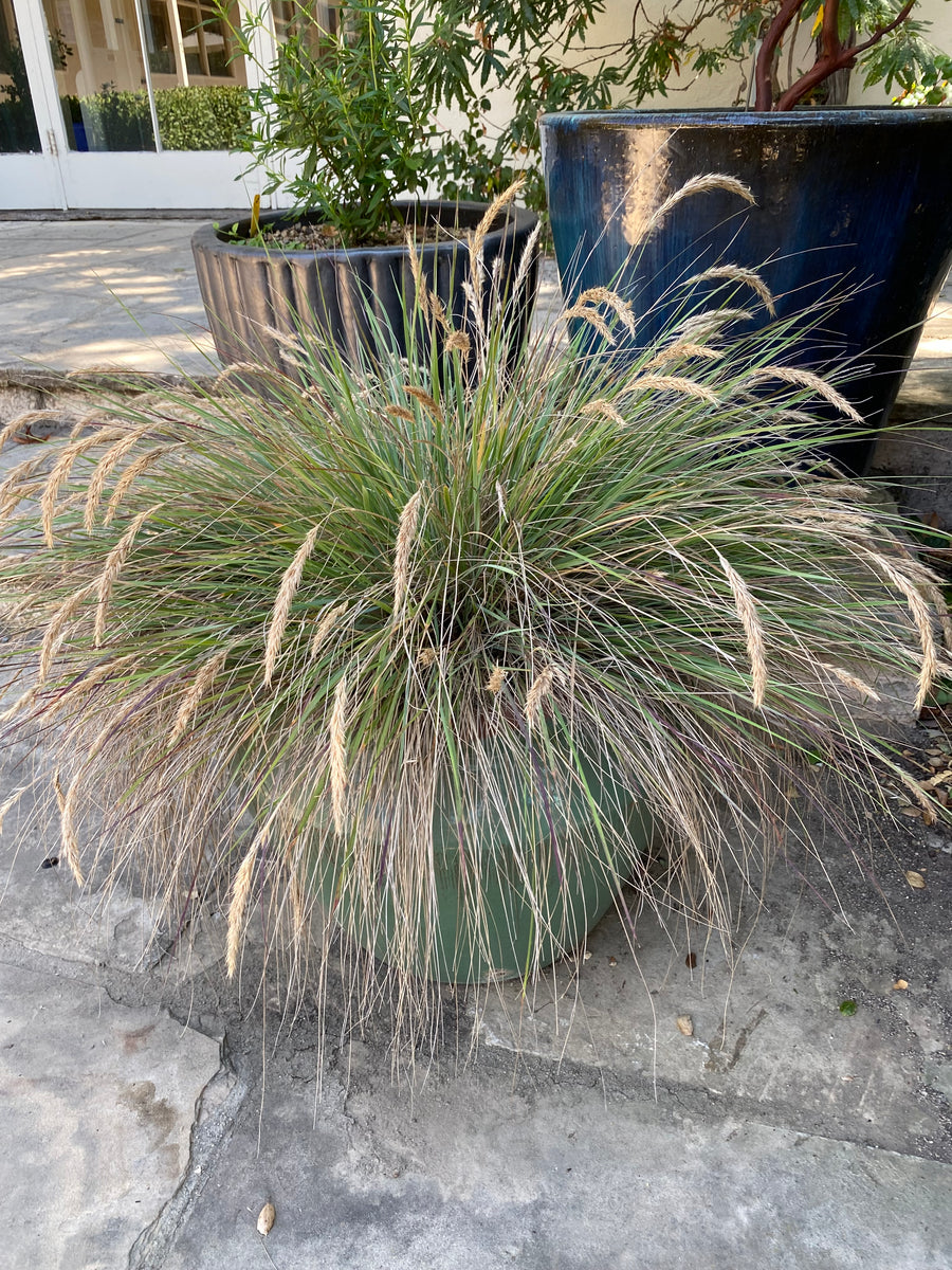 Calamagrostis foliosa Leafy Reed Grass – Neel’s Nursery