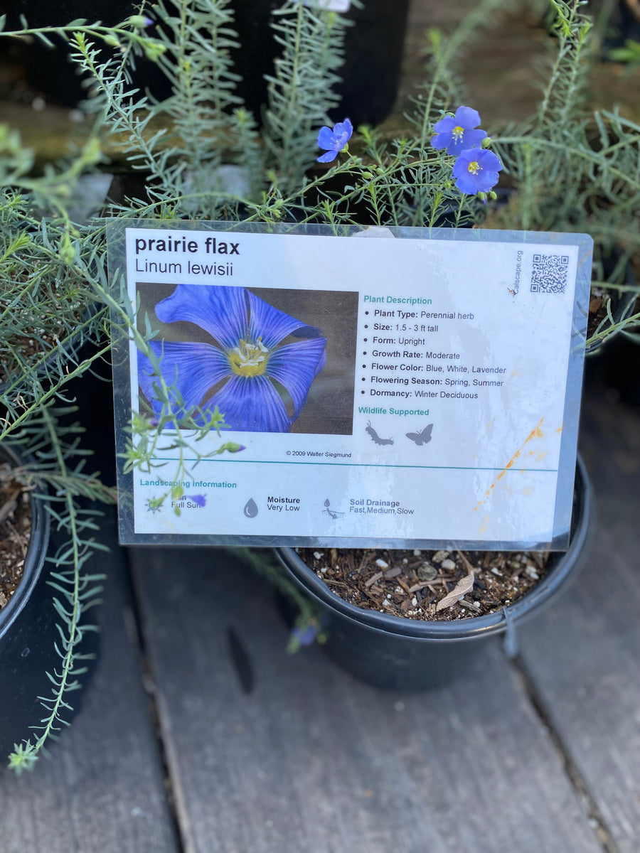 Linum lewisii Prairie Flax – Neel's Nursery