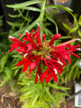 Load image into Gallery viewer, Lobelia cardinalis Cardinal Flower