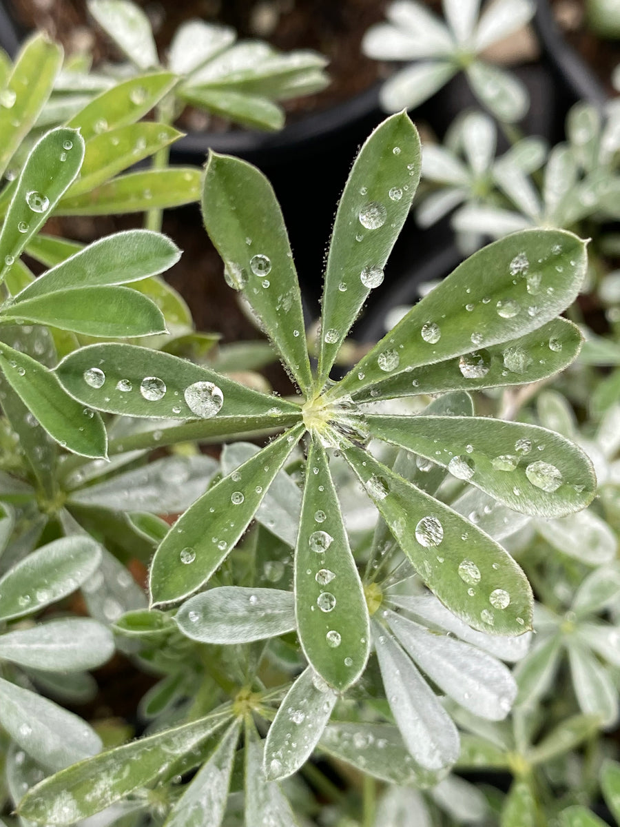 IMG_1493_f86e7185-44ca-49d1-