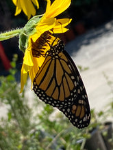 Load image into Gallery viewer, Helianthus annuus Sunflower
