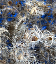 Load image into Gallery viewer, Phacelia cicutaria var. hispida Caterpillar Phacelia Seed
