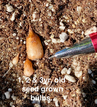 Load image into Gallery viewer, Dipterostemen ( Dichelostemma ) capitatum Blue Dicks