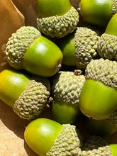 Load image into Gallery viewer, Quercus engelmannii Engelmann Oak