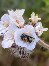 Load image into Gallery viewer, Phacelia cicutaria var. hispida Caterpillar Phacelia Seed