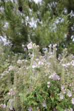 Load image into Gallery viewer, Phacelia cicutaria var. hispida Caterpillar Phacelia Seed
