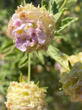 Load image into Gallery viewer, Burroughsia fastigiata Baja Tree Verbena