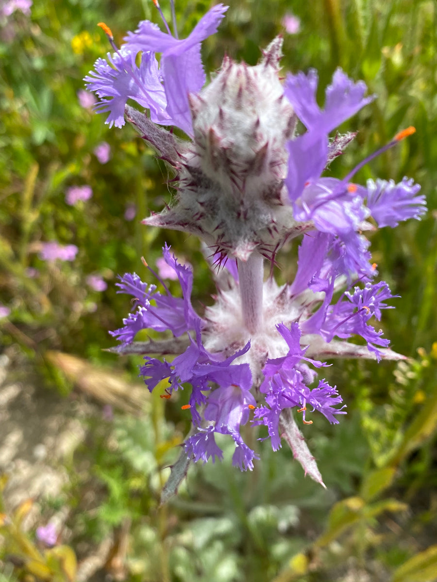 Salvia carduacea Thistle Sage Neel's Nursery