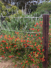 Load image into Gallery viewer, Diplacus (Mimulus) aurantiacus var. puniceus Red Bush Monkeyflower
