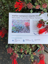 Load image into Gallery viewer, Monardella macrantha 'Marian Sampson' Marian Sampson Coyote Mint