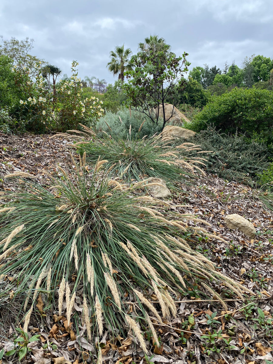 Calamagrostis foliosa Leafy Reed Grass – Neel’s Nursery