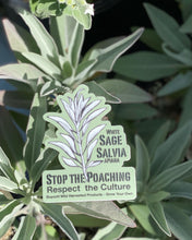 Load image into Gallery viewer, Salvia apiana White Sage & Selections