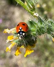 Load image into Gallery viewer, Amsinckia intermedia Common Fiddleneck