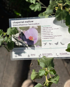 Malacothamnus fasciculatus Chaparral Mallow