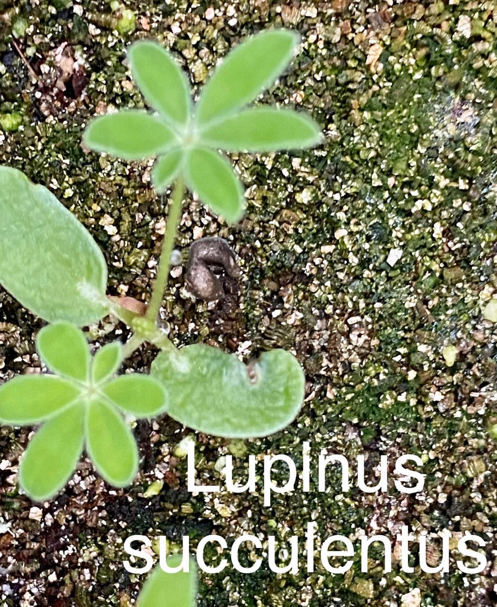 succulent lupine Lupinus succulentus Succulent Lupine – Neel's Nursery