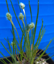 Load image into Gallery viewer, Plantago erecta Dotseed Plantain