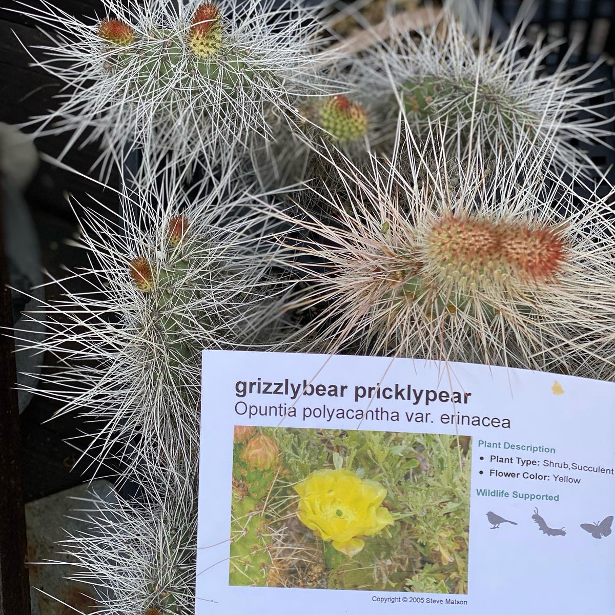 grizzly bear prickly pear cactus Opuntia polyacantha var. erinacea Grizzlybear Pricklypear & var. hystricina