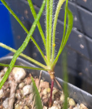 Load image into Gallery viewer, Plantago erecta Dotseed Plantain