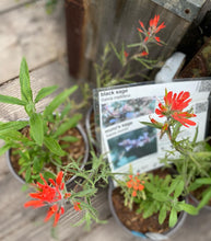 Load image into Gallery viewer, Salvia mellifera Black Sage & Selections