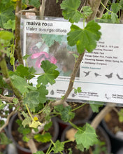 Load image into Gallery viewer, Malva assurgentiflora Malva Rosa Tree Mallow