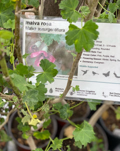 Malva assurgentiflora Malva Rosa Tree Mallow