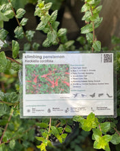 Load image into Gallery viewer, Keckiella cordifolia Climbing Penstemon