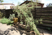 Load image into Gallery viewer, Burroughsia fastigiata Baja Tree Verbena