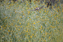 Load image into Gallery viewer, Amsinckia intermedia Common Fiddleneck