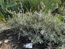 Load image into Gallery viewer, Salvia apiana White Sage &amp; Selections