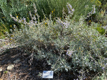 Load image into Gallery viewer, Salvia apiana White Sage & Selections
