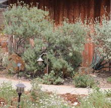 Load image into Gallery viewer, Eriogonum arborescens Santa Cruz Island Buckwheat