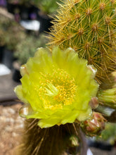 Load image into Gallery viewer, Bergerocactus emoryi Golden Spined Cereus