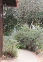 Load image into Gallery viewer, Eriogonum arborescens Santa Cruz Island Buckwheat