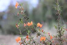 Load image into Gallery viewer, Diplacus (Mimulus) aurantiacus var. puniceus Red Bush Monkeyflower