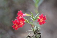 Load image into Gallery viewer, Diplacus (Mimulus) aurantiacus var. puniceus Red Bush Monkeyflower