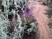Load image into Gallery viewer, Salvia apiana White Sage & Selections