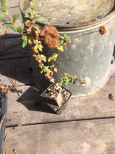 Load image into Gallery viewer, Eriogonum parvifolium Sea-Cliff-Buckwheat