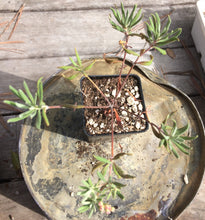 Load image into Gallery viewer, Eriogonum arborescens Santa Cruz Island Buckwheat