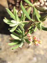 Load image into Gallery viewer, Eriogonum arborescens Santa Cruz Island Buckwheat