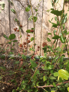 Eriogonum parvifolium Sea-Cliff-Buckwheat