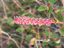 Load image into Gallery viewer, Acalypha californica California Copperleaf
