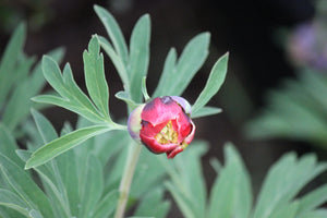 Paeonia californica California Peony
