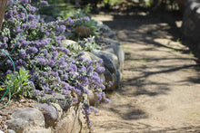 Load image into Gallery viewer, Ceanothus maritimus &#39;Valley Violet&#39; - &#39;Popcorn&#39; - &#39;Point Sierra&#39;  Mountain Lilac
