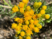Load image into Gallery viewer, Isocoma menziesii Menzies' Goldenbush - var. sedoides & var. decumbens