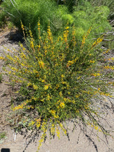 Load image into Gallery viewer, Acmispon glaber Deerweed ( Lotus scoparius )