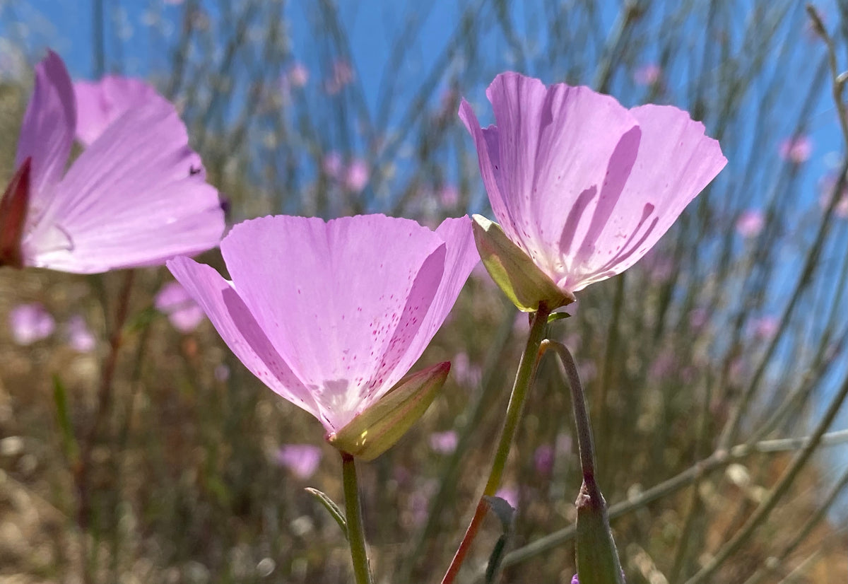 Clarkia bottae Punch Bowl Godetia Neel's Nursery